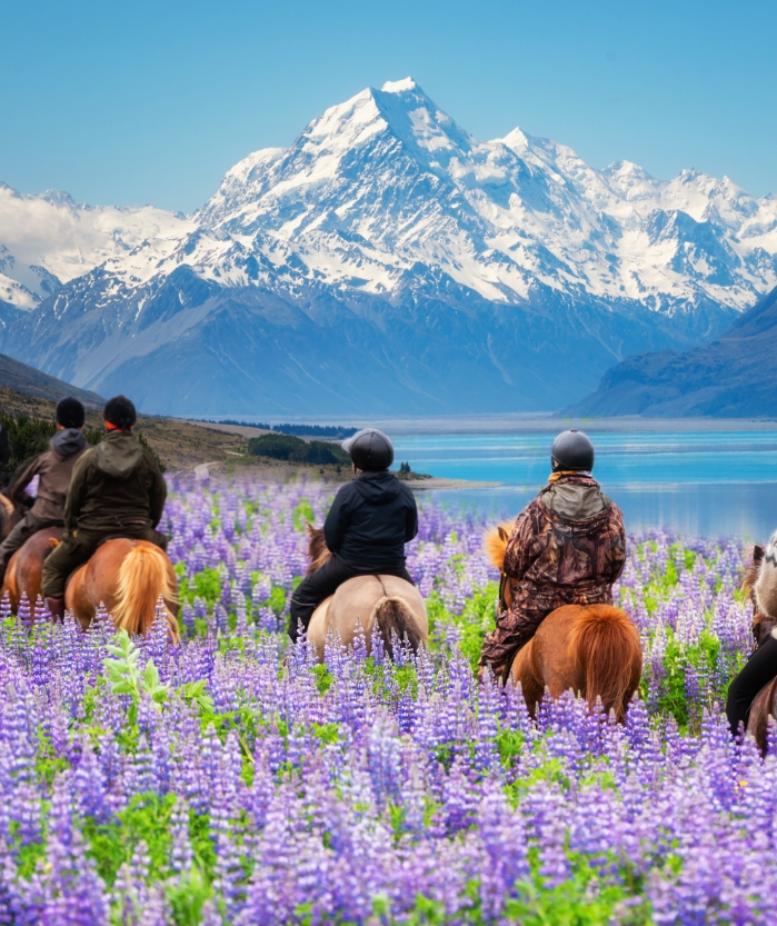 Travelers ride horses in lupine flower field, overlooking the beautiful landscape of Mt Cook National Park in New Zealand. 